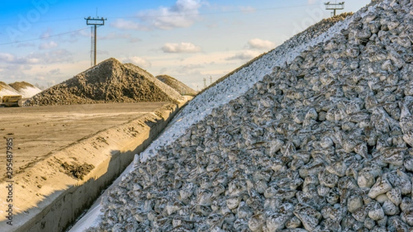 Fototapeta Sugar beet pile of the field after the harvest before processing at the plant for the production of sugar.