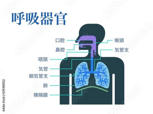 Obraz 日本語で各部位の名称が記載された呼吸器官のシンプルなイラスト