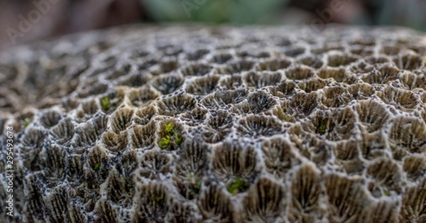 Obraz Corail en macro mort