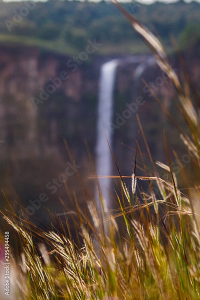 Obraz grass in the wind