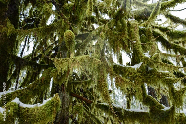 Obraz Mossy Tree