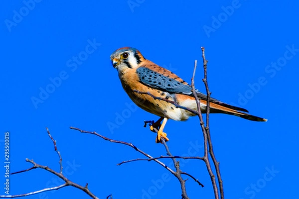 Obraz American kestrel (Falco sparverius) perched on a branch