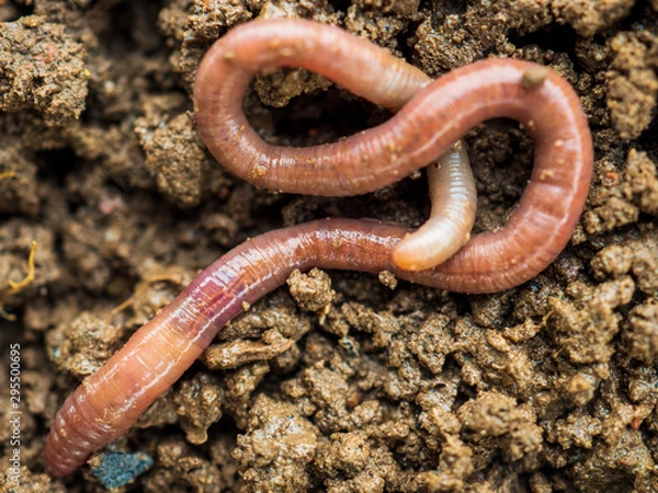 Fototapeta Earthworms in black soil of greenhouse. Macro Brandling, panfish, trout, tiger, red wiggler, Eisenia fetida..Garden compost and worms recycling plant waste into rich soil improver and fertilizer
