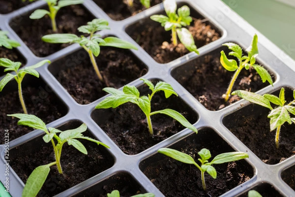 Fototapeta Tomato Seedlings In Box Growing On Windowsill.