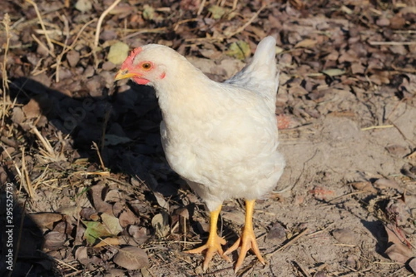 Obraz white chicken runs on the ground