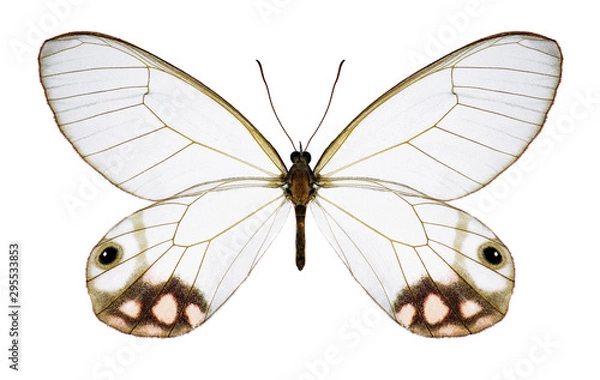 Obraz Butterfly Cithaerias pyropina on a white background