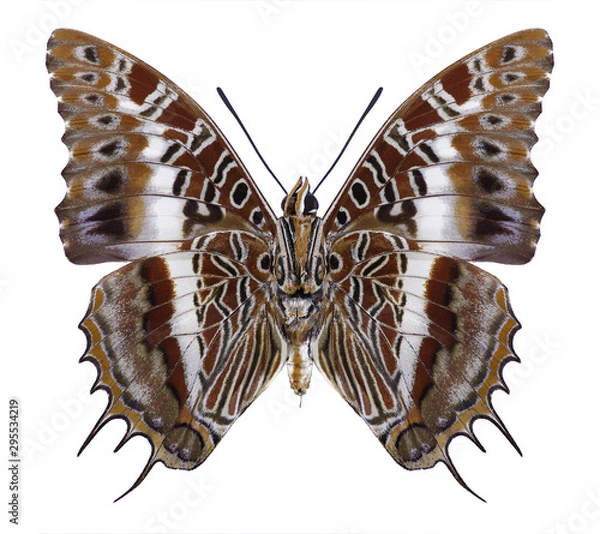 Obraz Butterfly Charaxes brutus (underside) on a white background