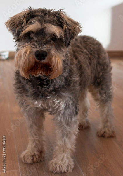 Obraz Schnauzer dog looking at the camera
