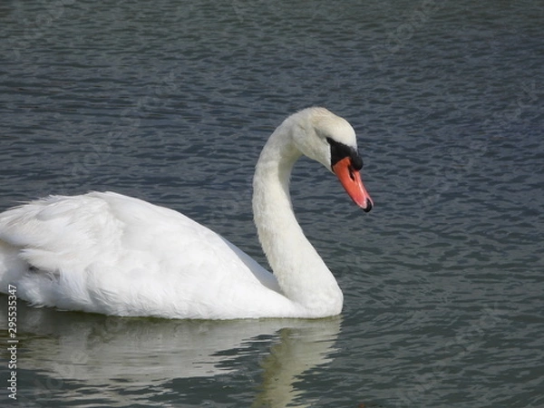Fototapeta cygne