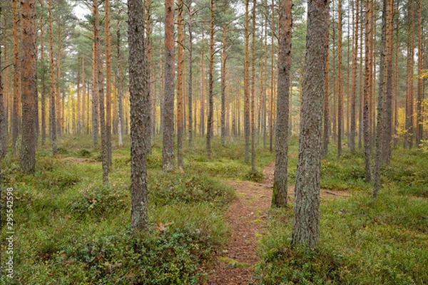 Fototapeta Footpath autumn forest landscape in Finland