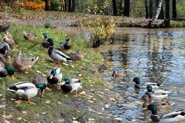 Obraz ducks on the lake