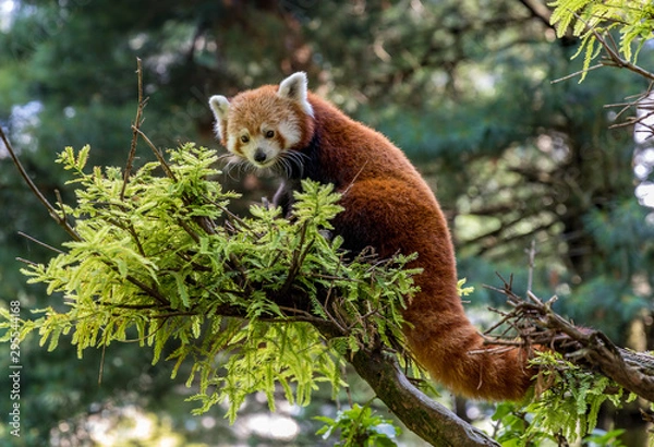 Obraz Red Panda