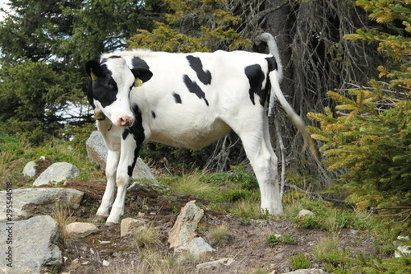 Obraz Schwarz weiß gefleckte Kuh