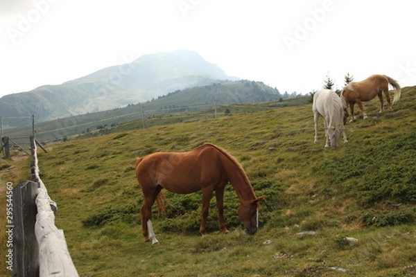 Obraz Pferde auf Bergwiese