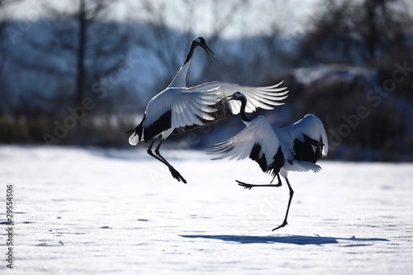Obraz タンチョウ