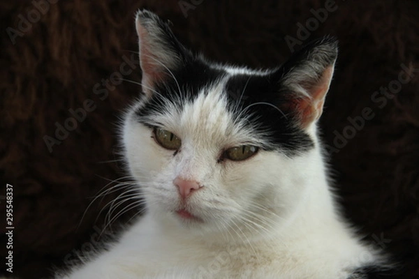 Obraz Schwarz weiße Katze