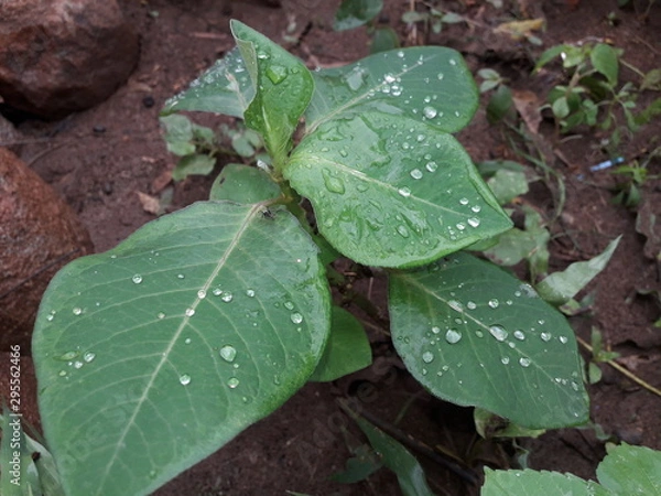 Fototapeta raindrops on leaves