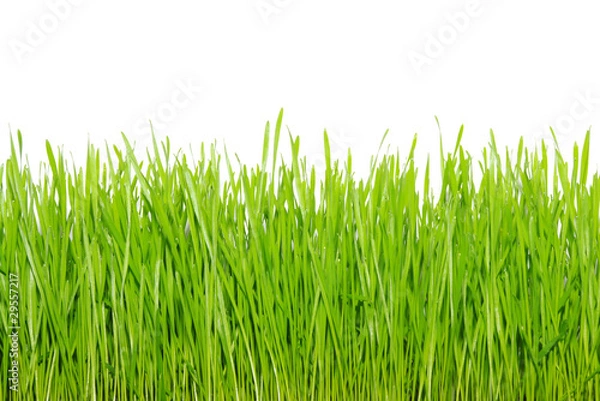Obraz green grass