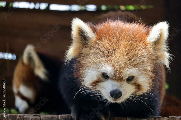 Obraz The red panda (Ailurus fulgens) is a mammal native to the eastern Himalayas and southwestern China