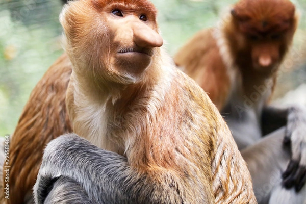 Obraz The proboscis monkey (Nasalis larvatus) or long-nosed monkey, known as the bekantan in Indonesia, is a reddish-brown arboreal Old World monkey with an unusually large nose. It is endemic to the southe