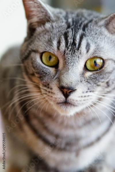 Fototapeta サバトラ猫