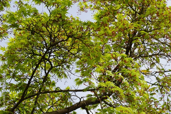 Obraz 新緑のモミジ