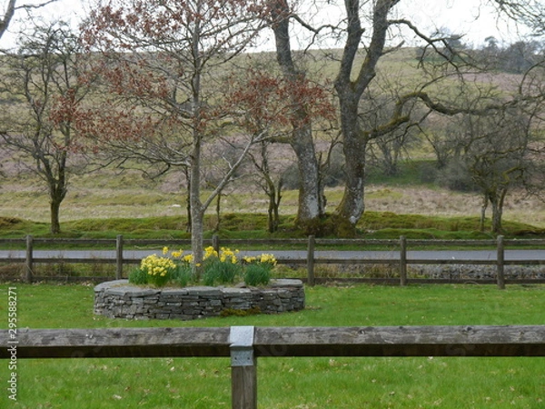 Fototapeta Flowers with tree back drop