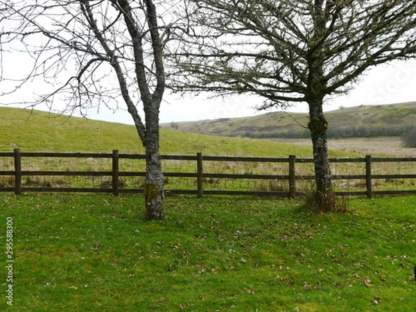 Fototapeta Two trees with mountain back drop