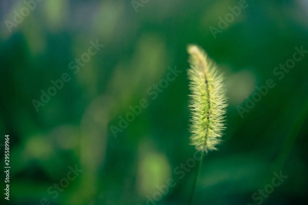 Fototapeta ねこじゃらし