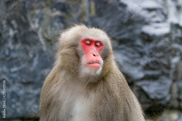 Obraz Macaque japonais en gros plan