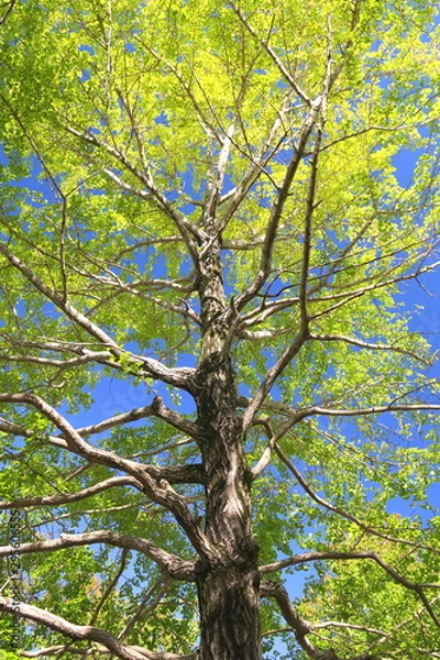 Fototapeta 色づき始めた秋の公園の銀杏の木