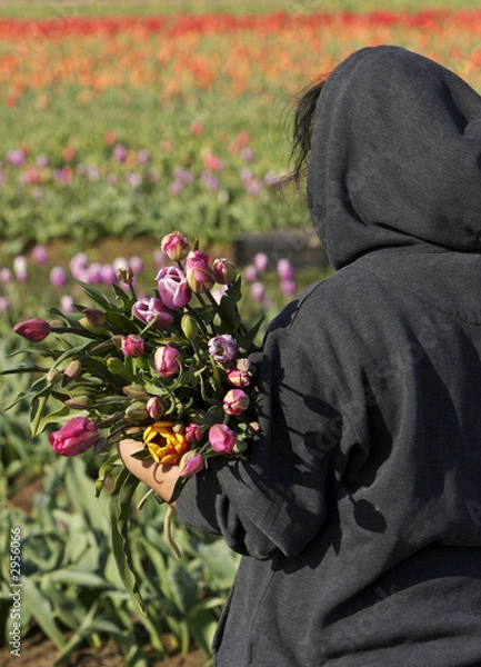 Obraz carrying tulips