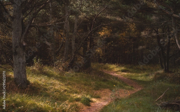Obraz path in the forest in autumn