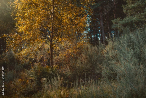 Obraz autumn in the forest