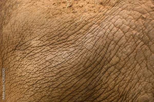 Fototapeta Abstract textured background of close up detail of an asian elephant skin