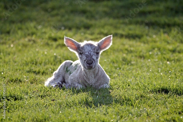 Fototapeta lambing time