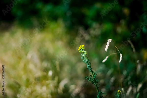 Fototapeta Little yellow flower