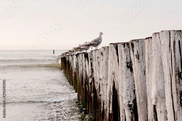 Obraz fence on the beach