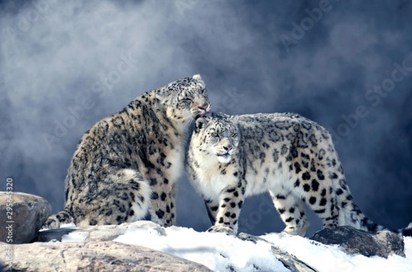 Obraz Léopard des neiges