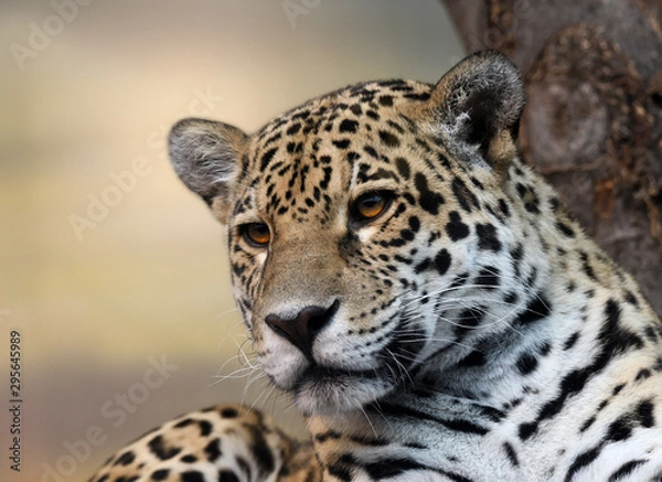 Fototapeta Jaquar portrait