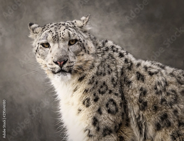 Obraz Léopard des neiges portrait