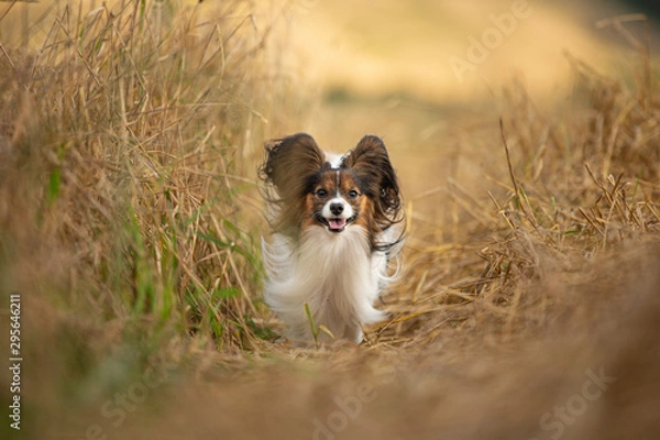 Obraz Happy and crazy papillon dog running fast in the field. Cute dog breed continental toy spaniel having fun outdoors