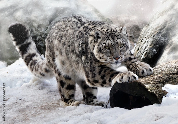 Obraz Léopard des neiges