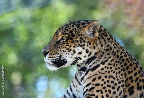 Obraz Jaguar portrait