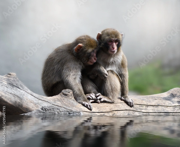 Obraz Macaques