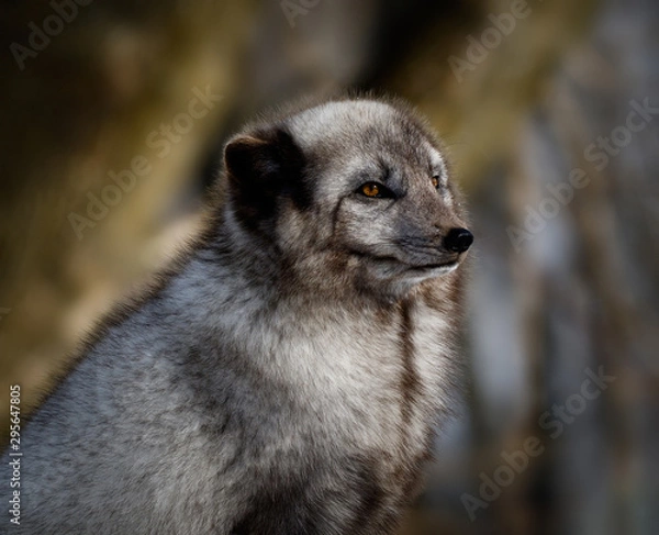 Obraz Renard arctique jeune