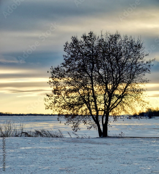 Obraz Arbre solitaire