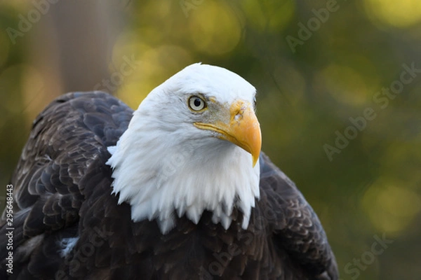 Obraz Pygargue portrait