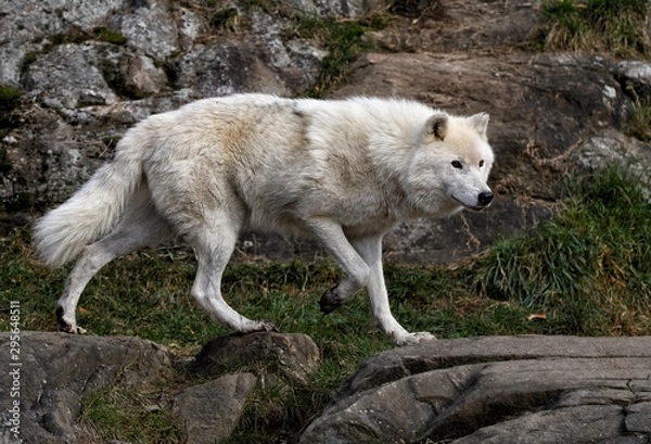 Obraz Loup arctique