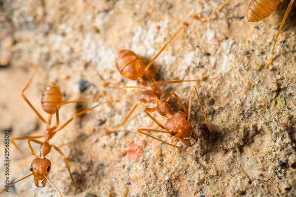 Fototapeta red imported fire ant on the floor, macro image
